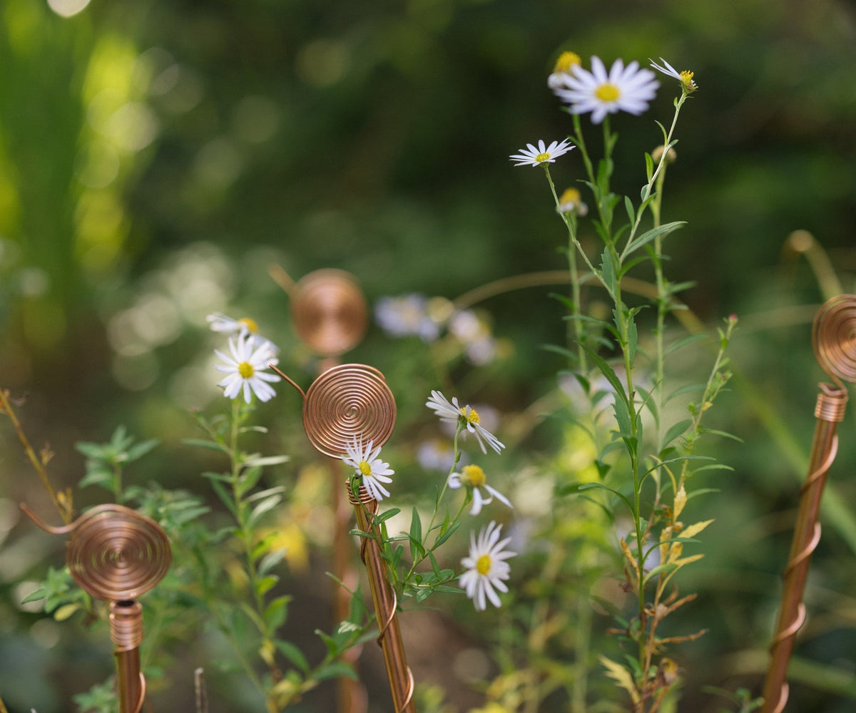 Koperen elektrocultuur-antennes tussen wilde bloemen en madeliefjes in de tuin
