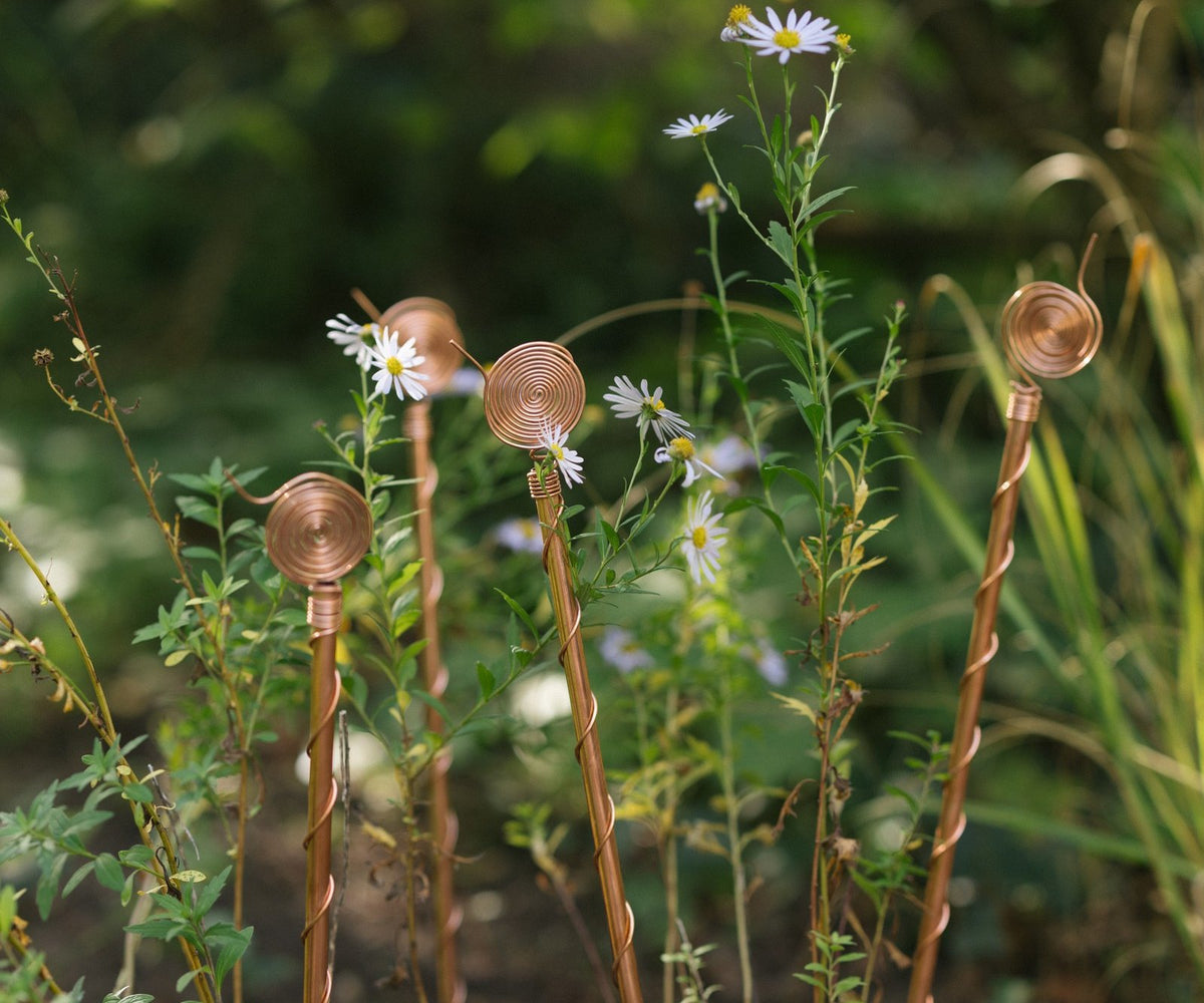 Kopero Elektrocultuur 60 cm, drie antennes in een border met asters