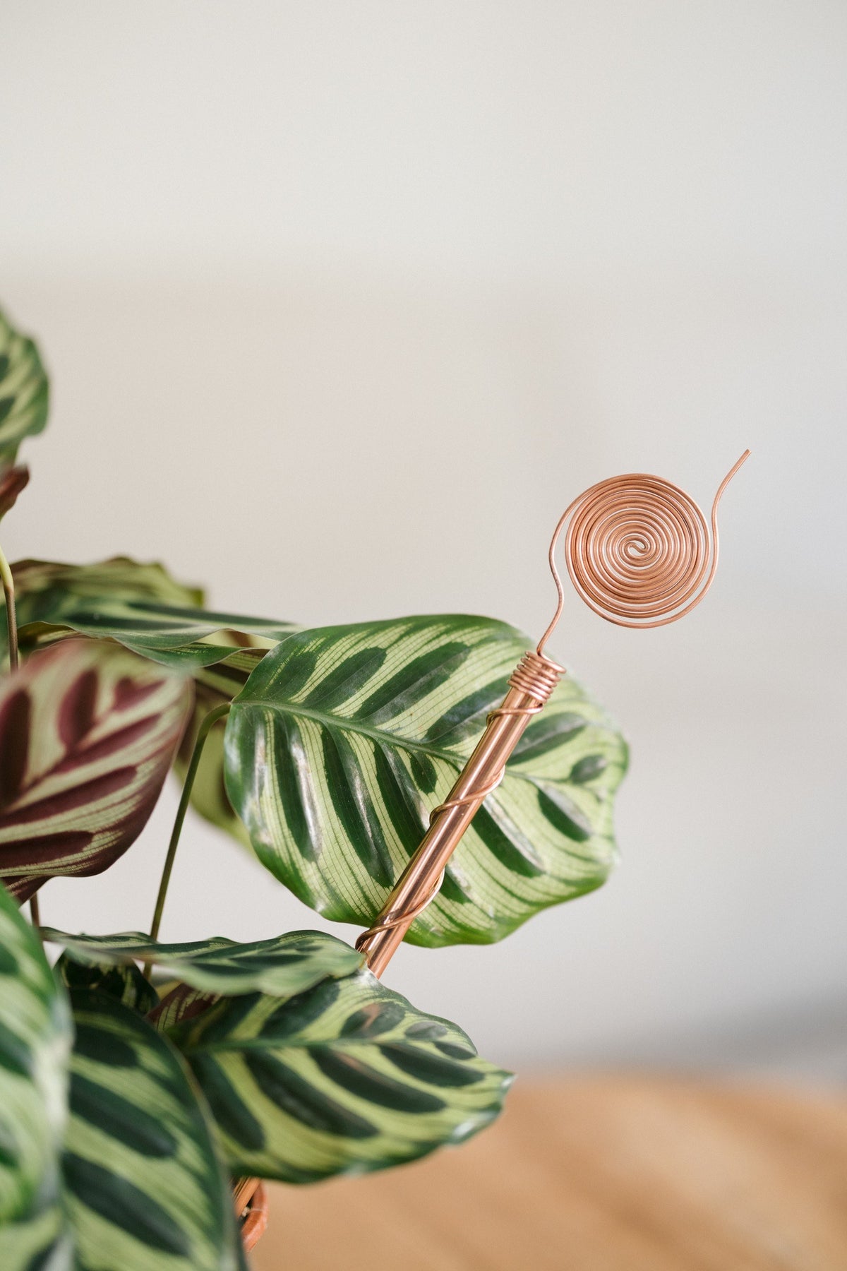 Kopero Elektrocultuur 30 cm, bij een maranta-kamerplant