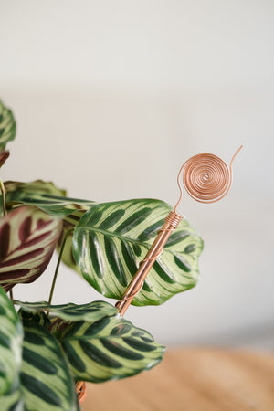 Kopero Elektrocultuur 30 cm, bij een maranta-kamerplant