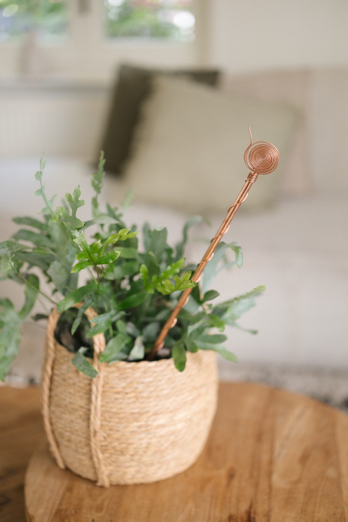 Kopero Elektrocultuur 60 cm, in een rieten mand met een kamerplant